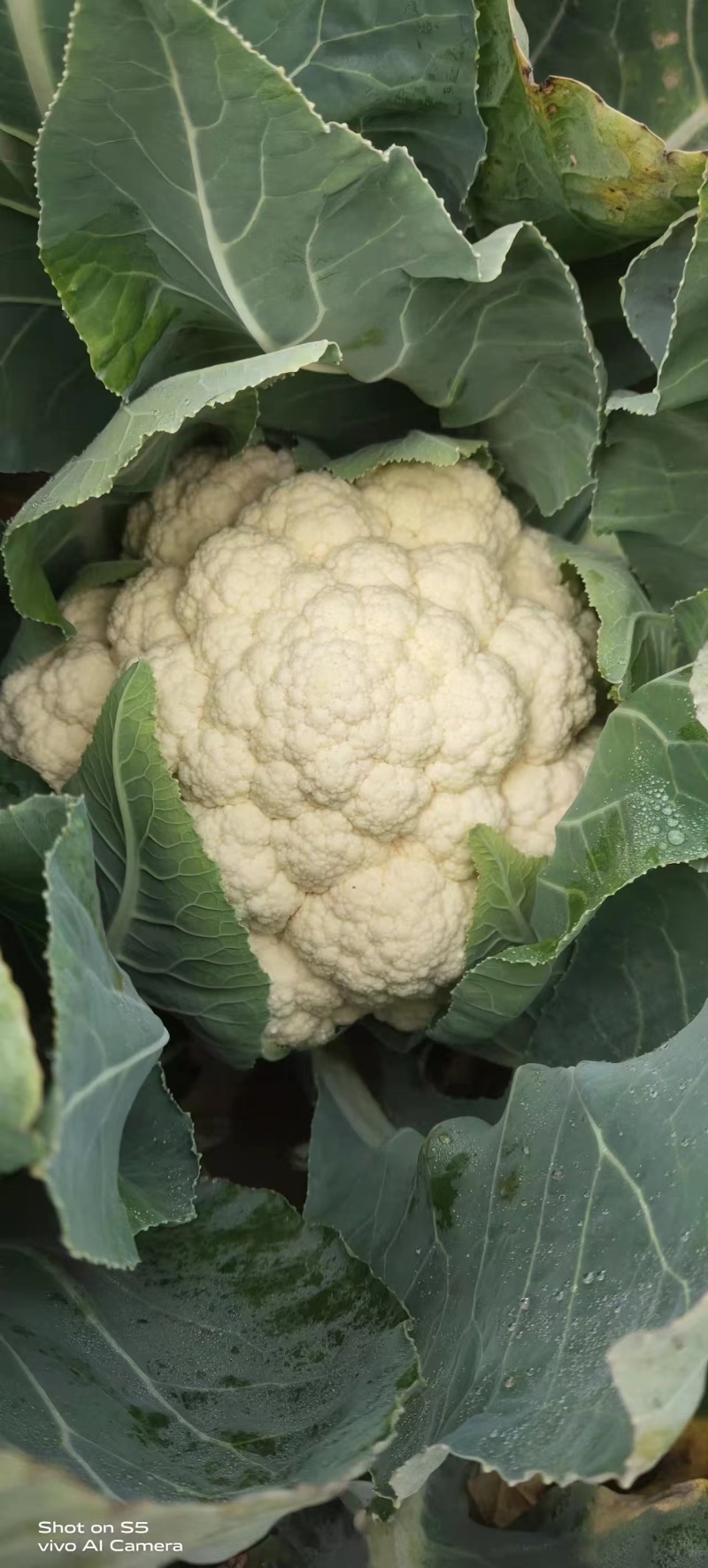 精品菜花松花颜色白产地直发质量保证加工厂商超货