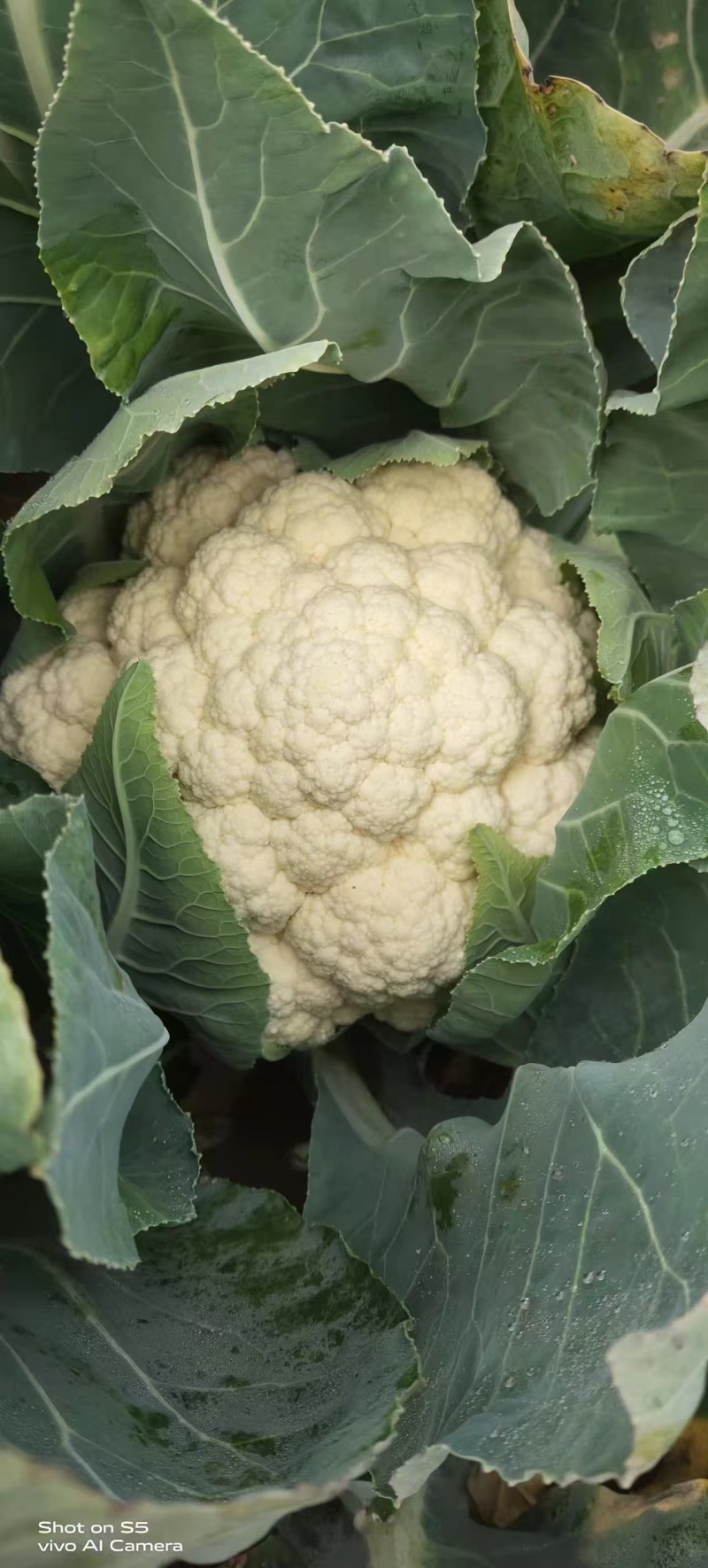 精品菜花松花颜色白产地直发质量保证加工厂商超货