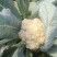 精品菜花松花颜色白产地直发质量保证加工厂商超货