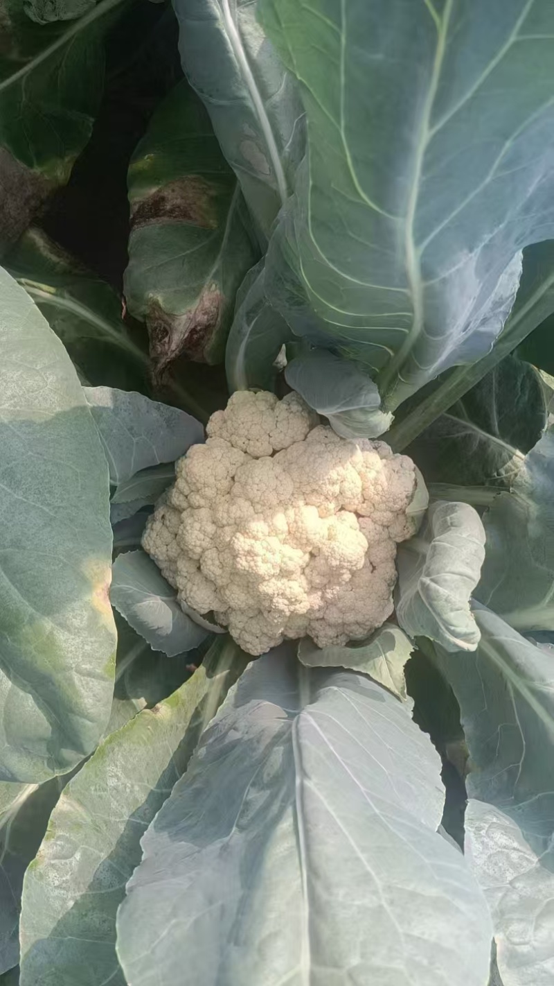 精品菜花松花颜色白产地直发质量保证加工厂商超货