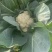 精品菜花松花颜色白产地直发质量保证加工厂商超货