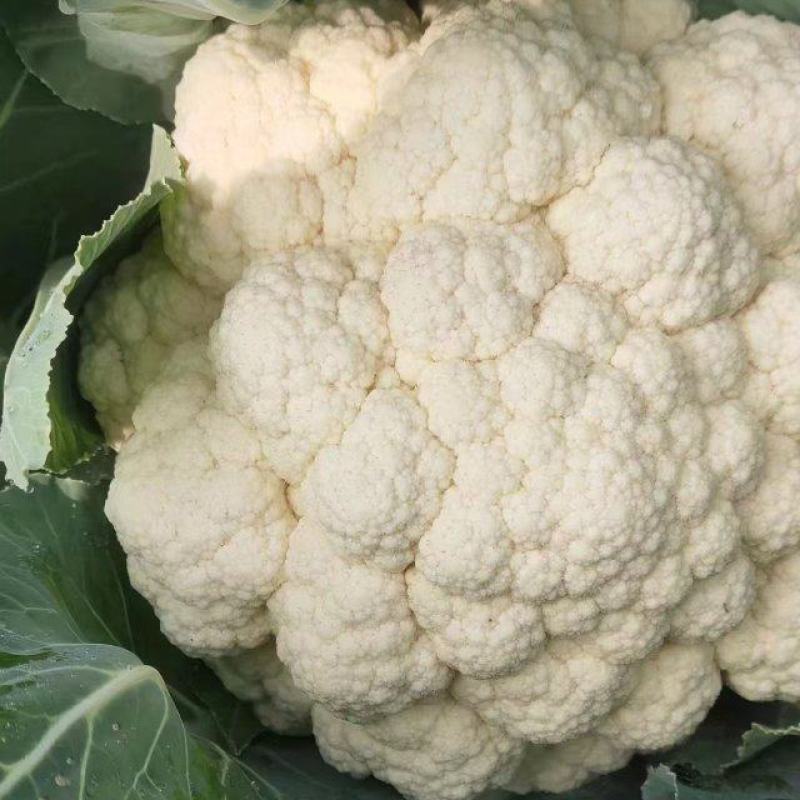 精品菜花松花颜色白产地直发质量保证加工厂商超货