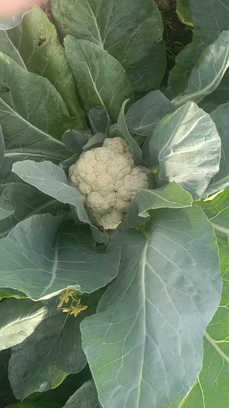 精品菜花，白面绿梗，产地一手货源，接待全国大小车辆