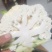 精品菜花，白面绿梗，产地一手货源，接待全国大小车辆