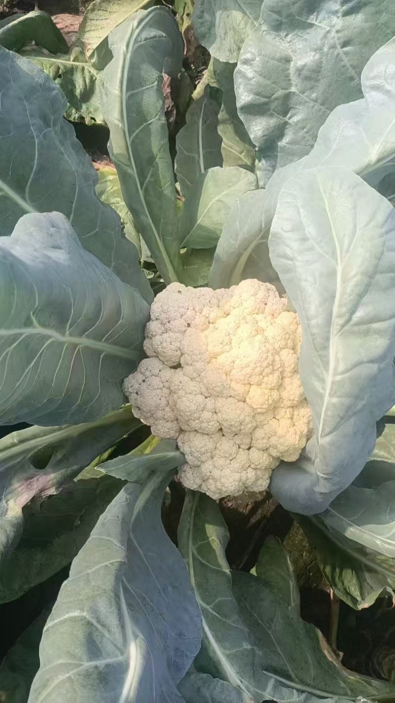 精品菜花，白面绿梗，产地一手货源，接待全国大小车辆