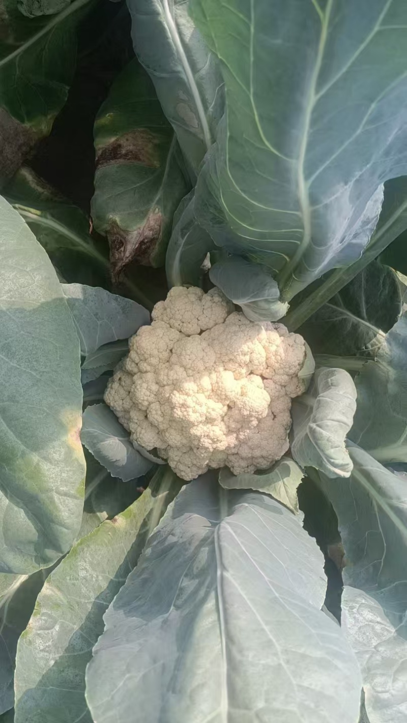 精品菜花，白面绿梗，产地一手货源，接待全国大小车辆