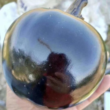 精品紫光园茄，产地直供，质量保证，代发全国