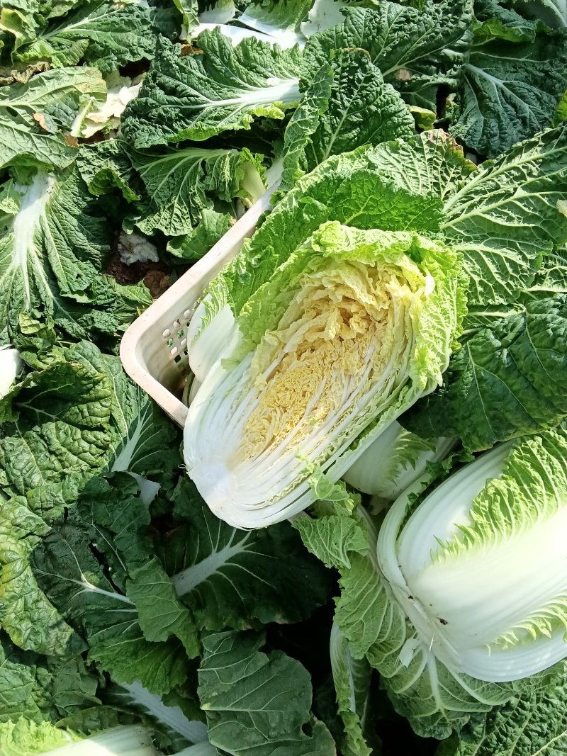 白菜