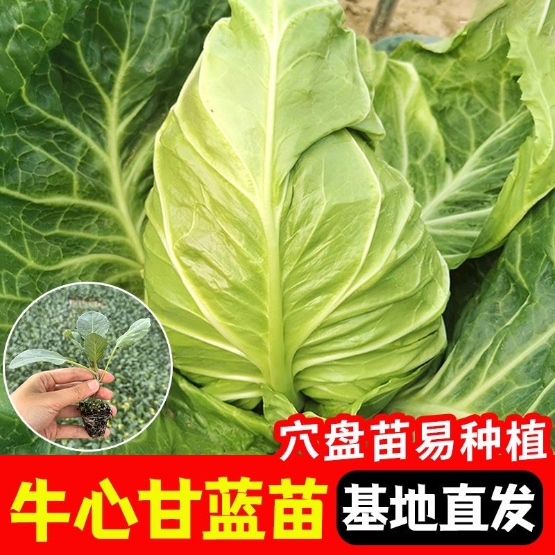 牛心甘蓝苗【穴盘苗】宿迁苗木基地，支持视频看货，包活