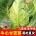 牛心甘蓝苗【穴盘苗】宿迁苗木基地，支持视频看货，包活