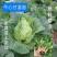 牛心甘蓝苗【穴盘苗】宿迁苗木基地，支持视频看货，包活