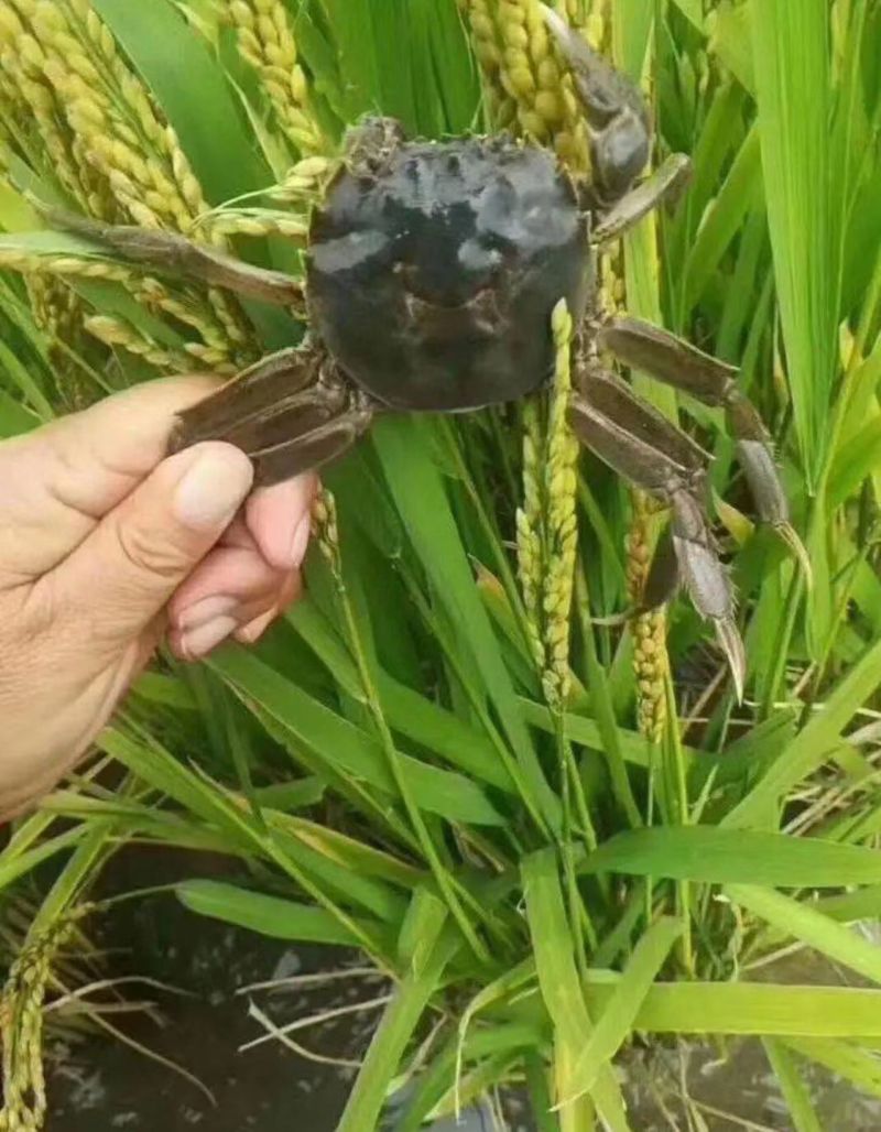 这里是河北唐山丰南区螃蟹便宜啦