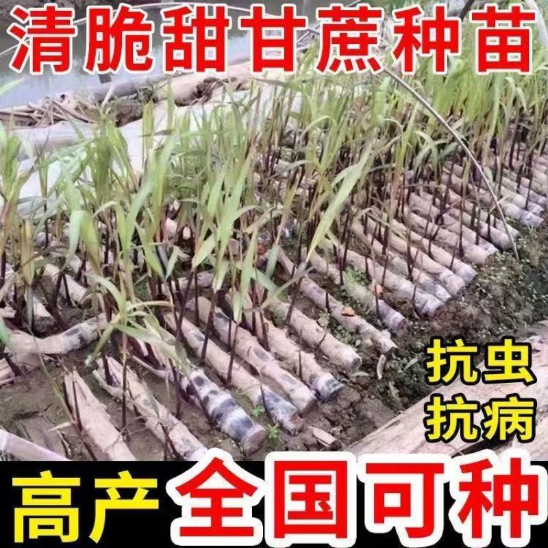 广西黑皮甘蔗种苗南北可种正宗薄皮水果紫皮