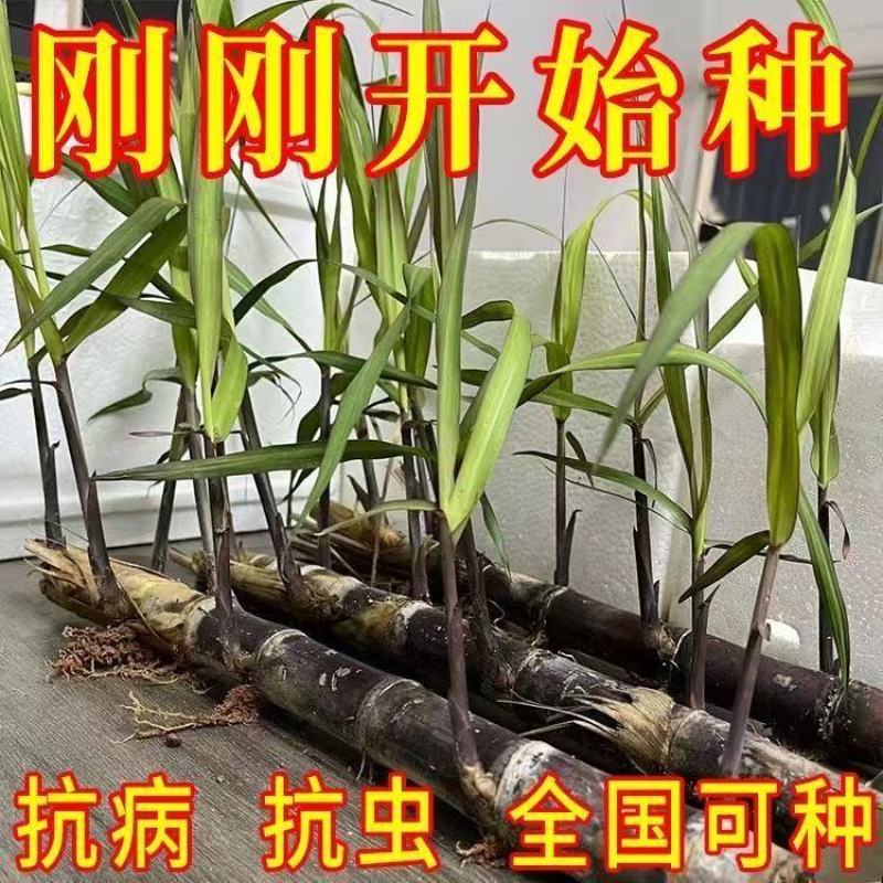 广西黑皮甘蔗种苗南北可种正宗薄皮水果紫皮