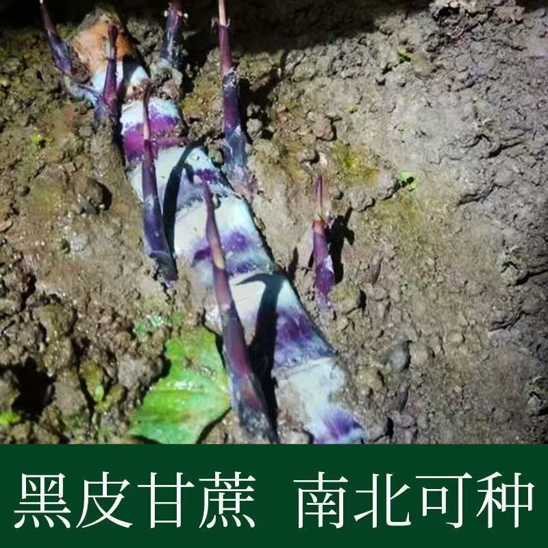 广西黑皮甘蔗种苗南北可种正宗薄皮水果紫皮
