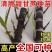 广西黑皮甘蔗种苗南北可种正宗薄皮水果紫皮
