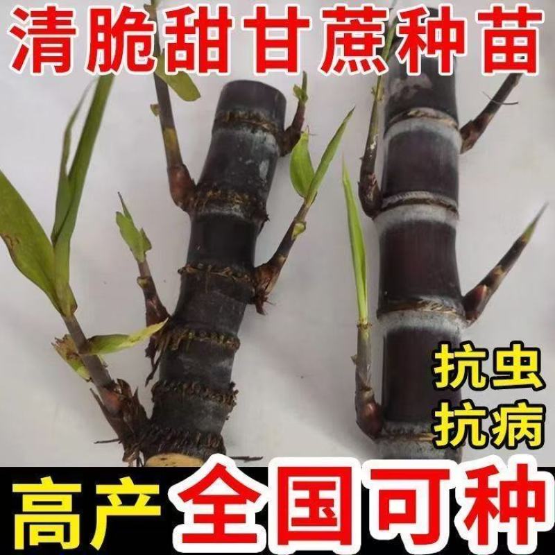 广西黑皮甘蔗种苗南北可种正宗薄皮水果紫皮
