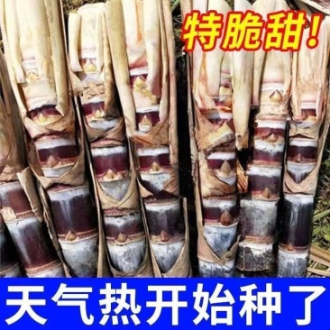 广西黑皮甘蔗种苗南北可种正宗薄皮水果紫皮
