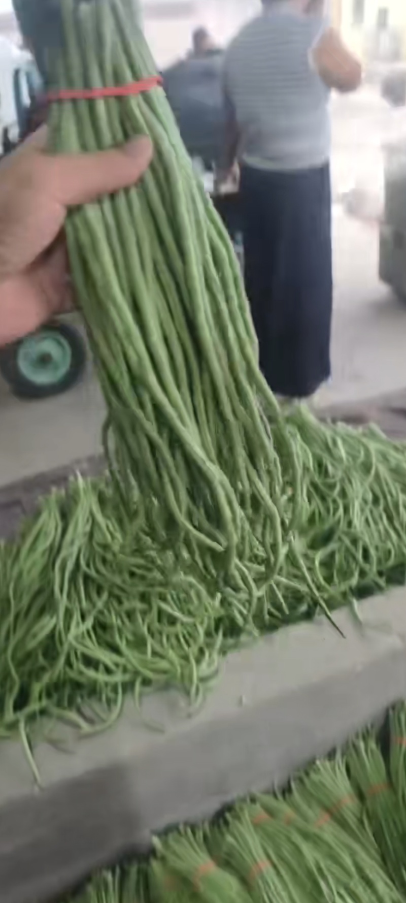 豆角，长豆角大量上市，量大价格从优，可视频看货，欢迎来电