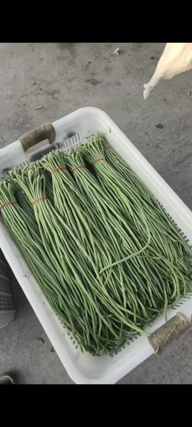 豆角，长豆角大量上市，量大价格从优，可视频看货，欢迎来电