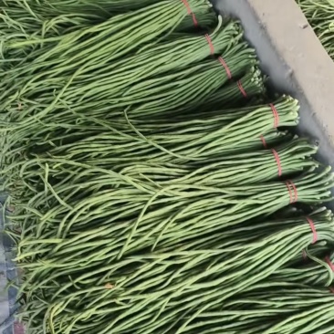 豆角，长豆角大量上市，量大价格从优，可视频看货，欢迎来电