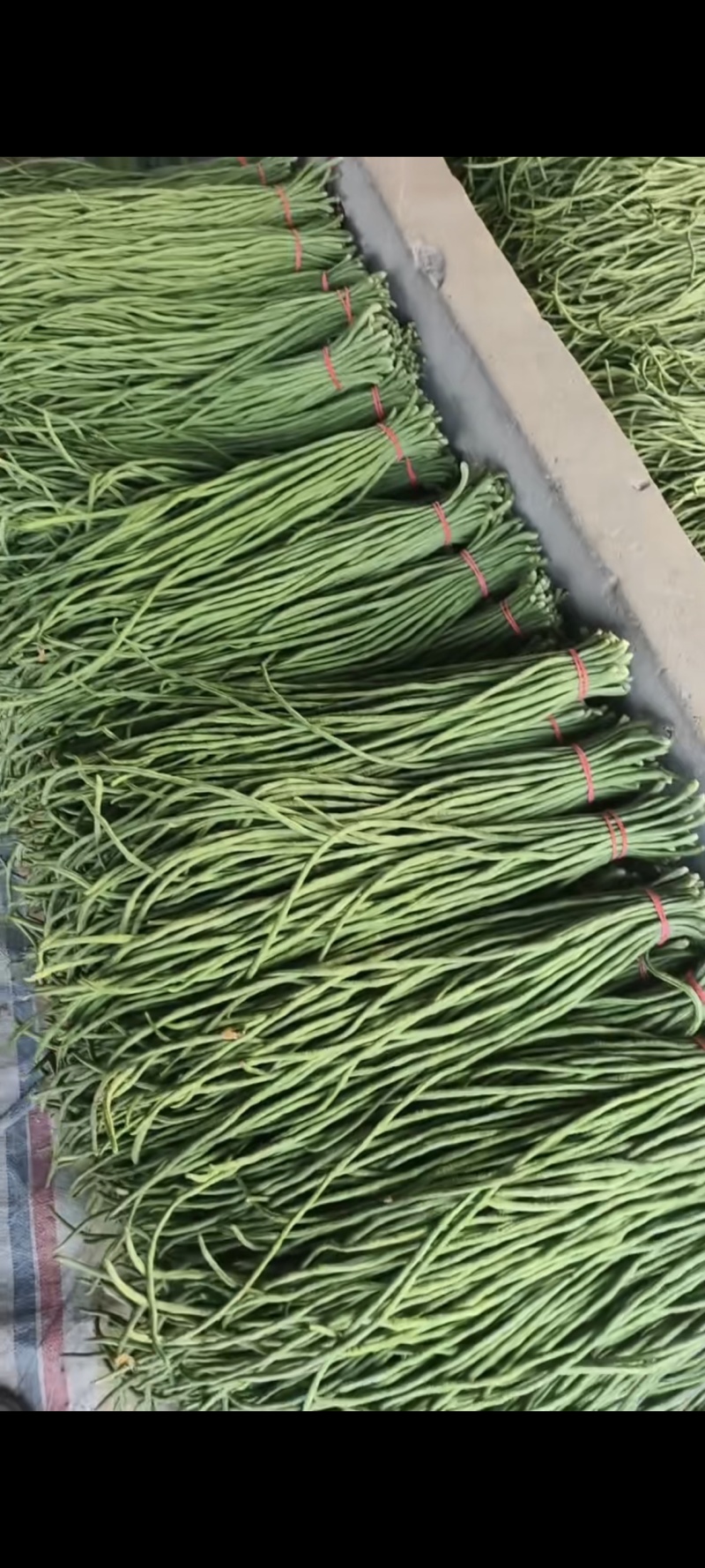 豆角，长豆角大量上市，量大价格从优，可视频看货，欢迎来电