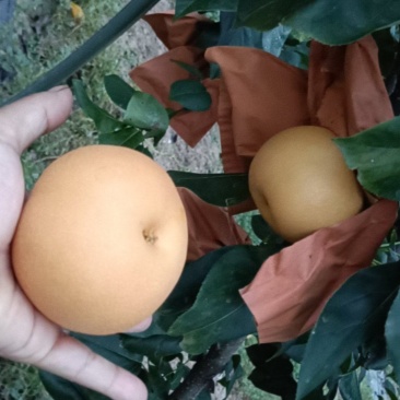 秋月梨江苏新沂市阿湖镇***********