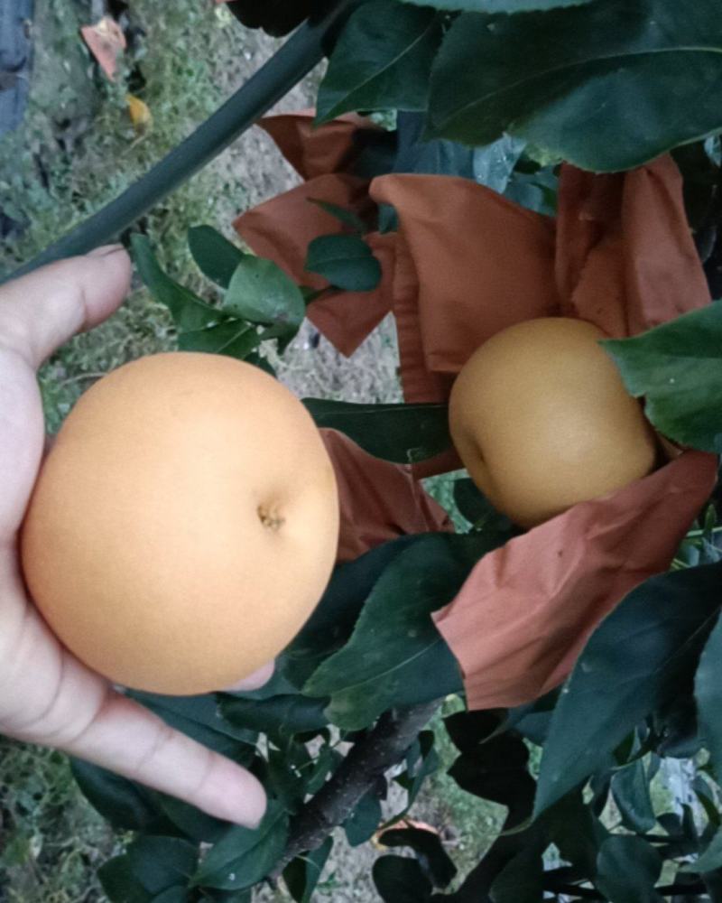 秋月梨江苏新沂市阿湖镇***********