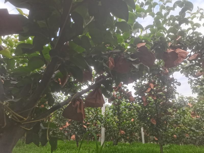 秋月梨产地直发一手货源大量上市欢迎各位老板资讯订购