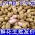 当季鲜花生现挖现发农家自种新鲜湿花生带壳粉皮新鲜花生批发
