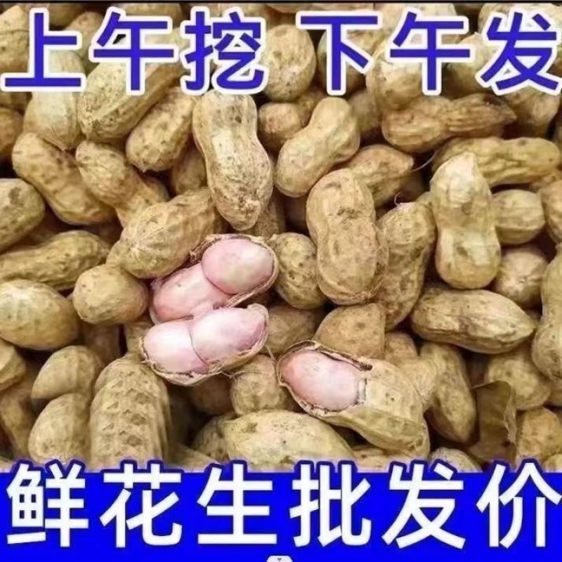 当季鲜花生现挖现发农家自种新鲜湿花生带壳粉皮新鲜花生批发
