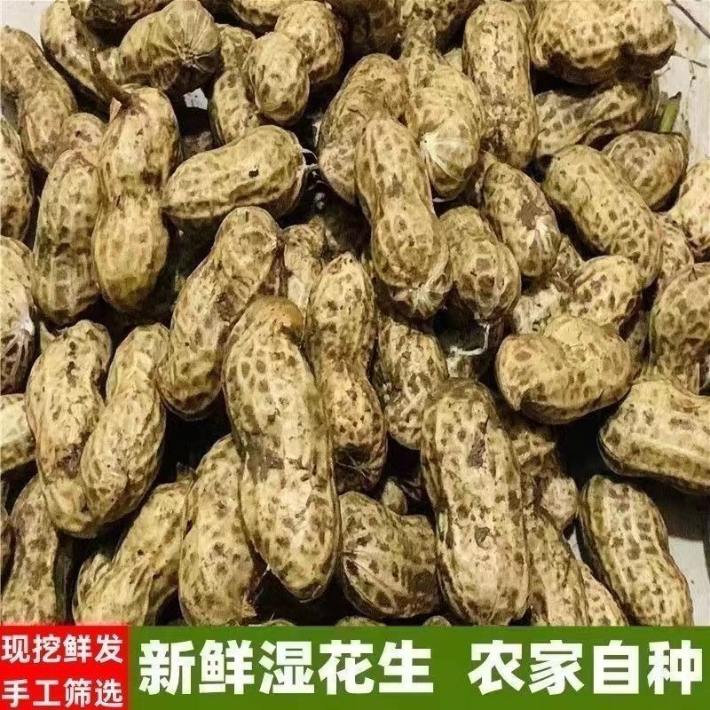 当季鲜花生现挖现发农家自种新鲜湿花生带壳粉皮新鲜花生批发