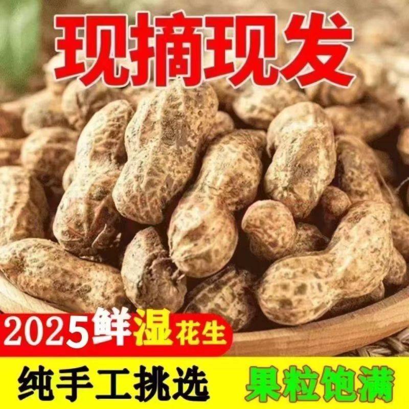 当季鲜花生现挖现发农家自种新鲜湿花生带壳粉皮新鲜花生批发