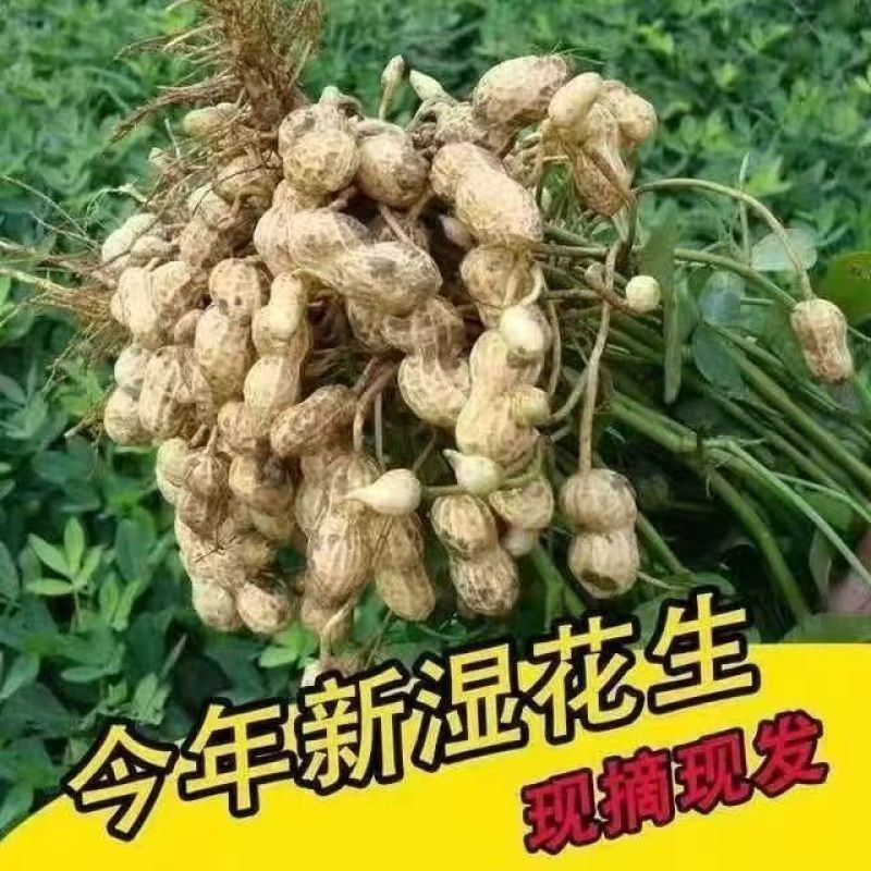 当季鲜花生现挖现发农家自种新鲜湿花生带壳粉皮新鲜花生批发