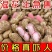 当季鲜花生现挖现发农家自种新鲜湿花生带壳粉皮新鲜花生批发