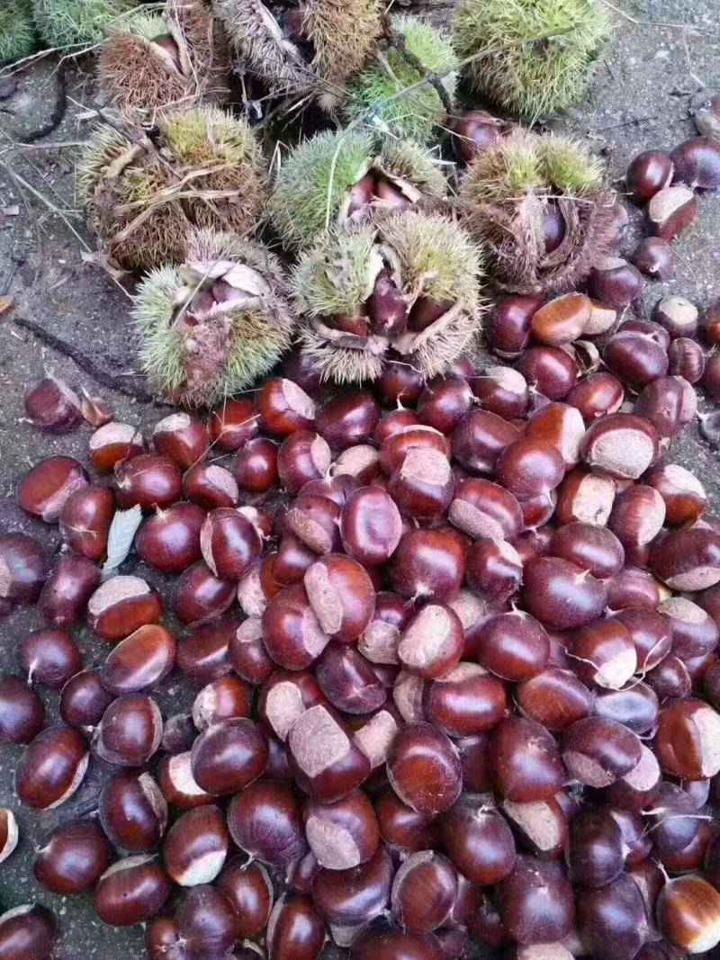 正宗沂蒙山板栗