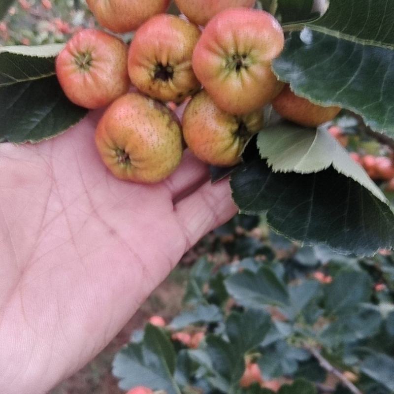 正宗沂蒙山山楂上市