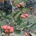 正宗沂蒙山山楂上市