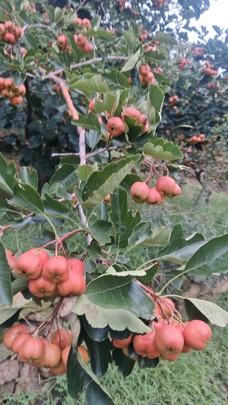 正宗沂蒙山山楂上市