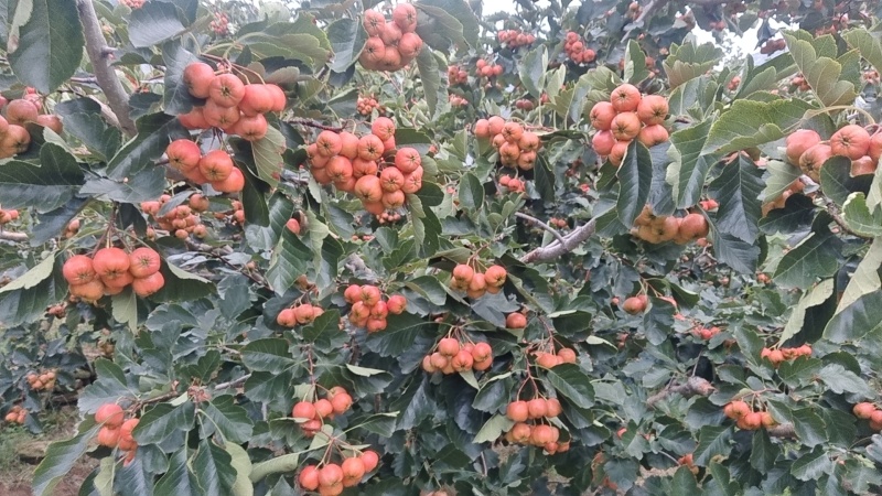 正宗沂蒙山山楂上市
