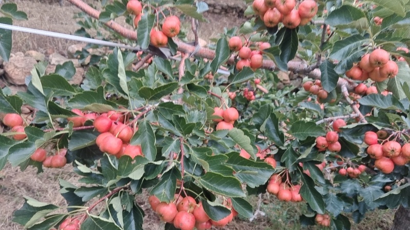 正宗沂蒙山山楂上市