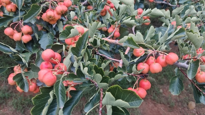 正宗沂蒙山山楂上市
