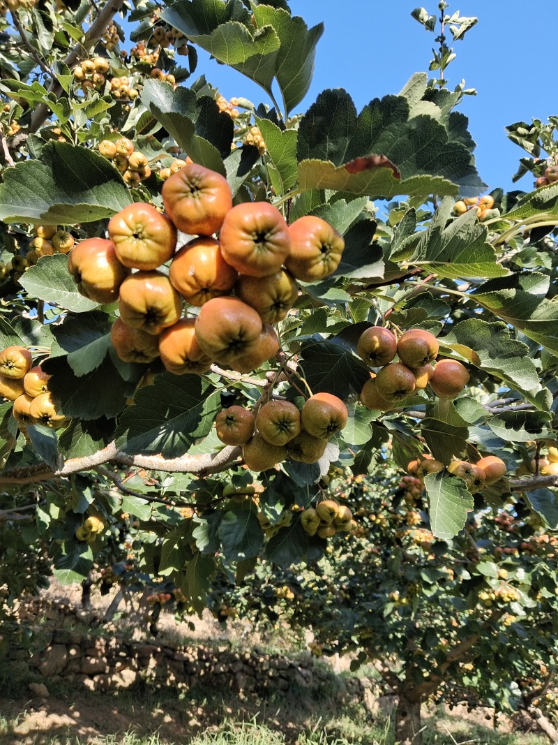 正宗沂蒙山山楂上市