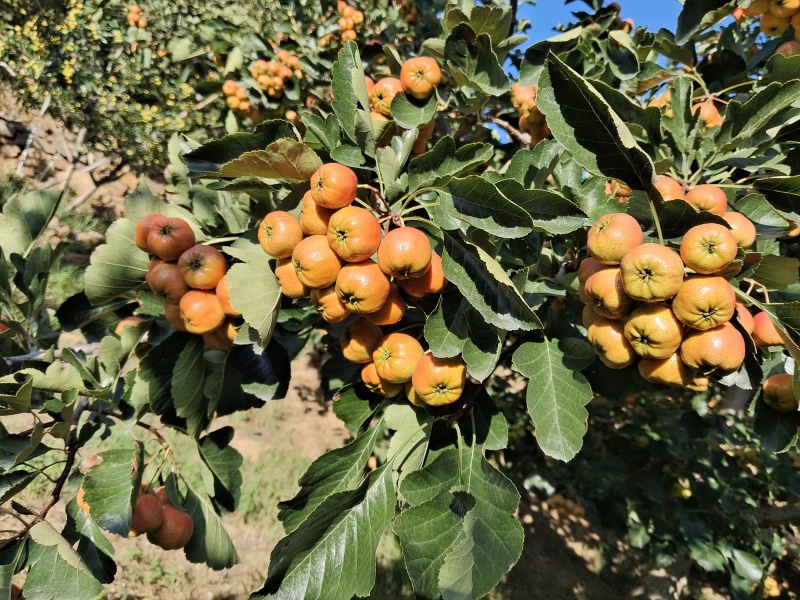 正宗沂蒙山山楂上市