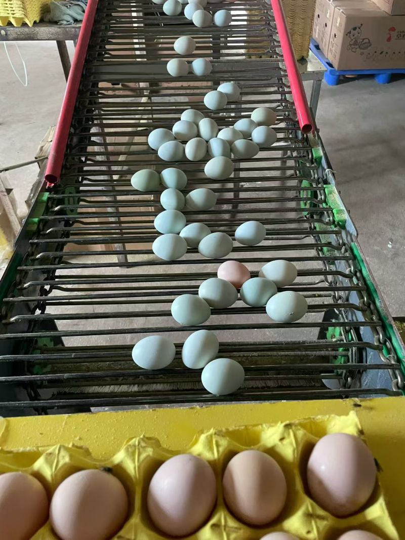 各种码数鸡蛋