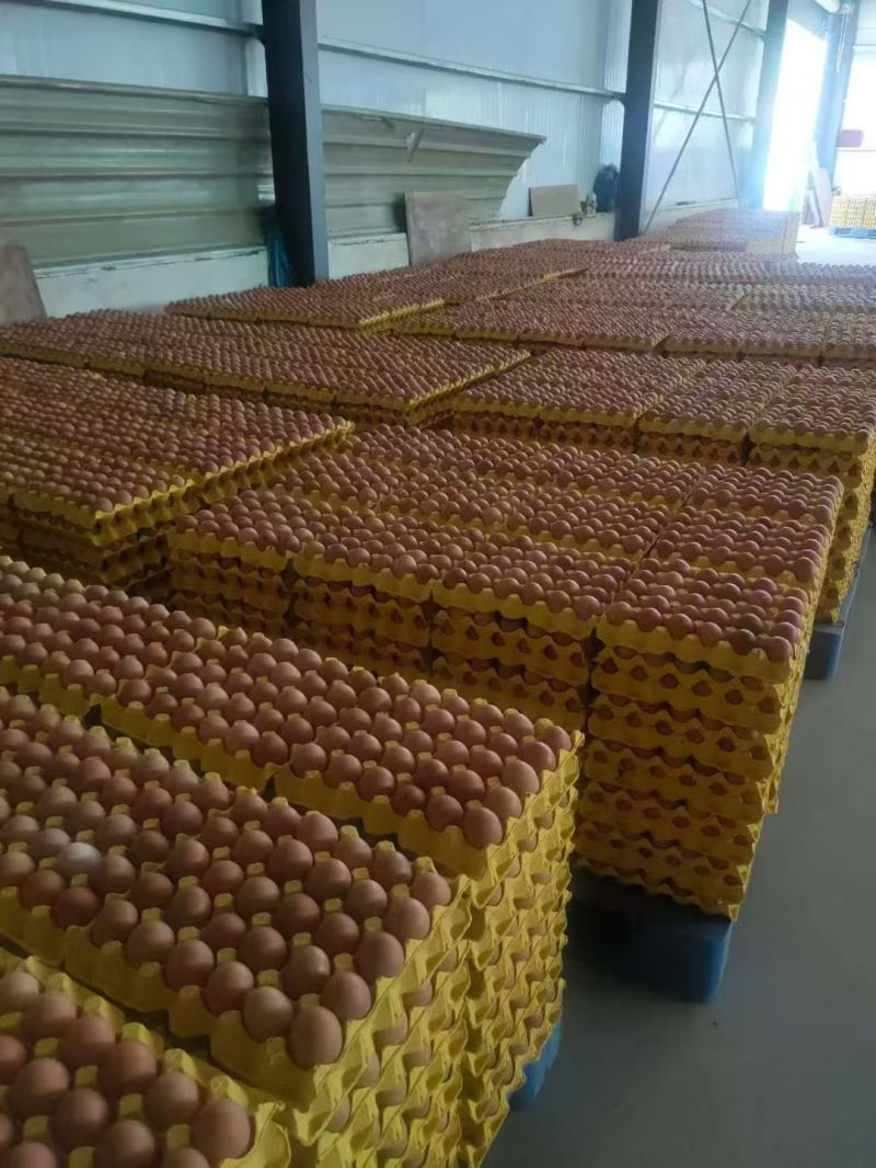 各种码数鸡蛋