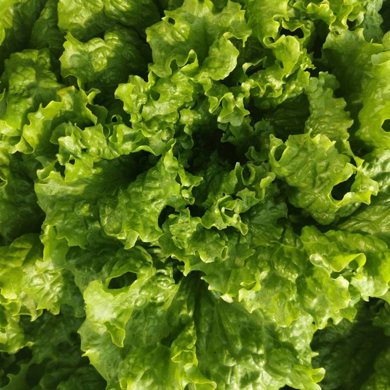 叶生菜
