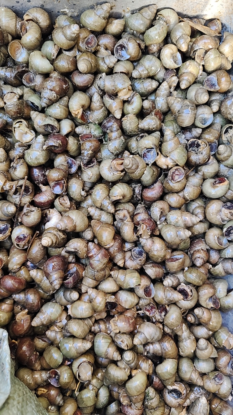 青皮螺蛳，肉质鲜美！市场认可率99%！