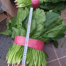 大叶菠菜上市了