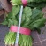 大叶菠菜上市了
